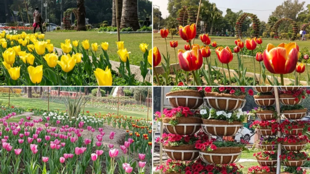 Tulips blooming in Delhi