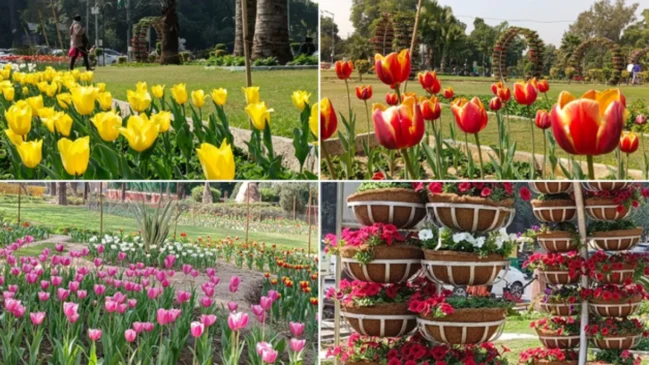 Tulips blooming in Delhi