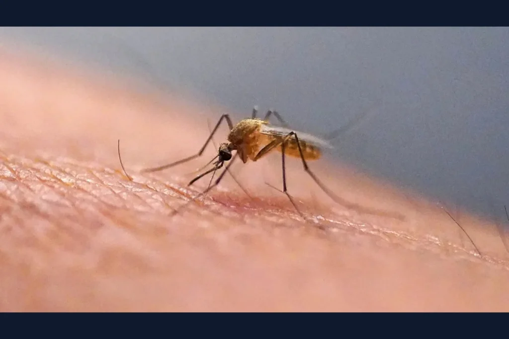 Mosquitoes