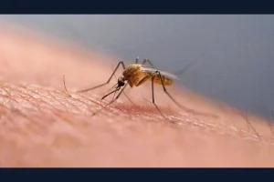 Mosquitoes